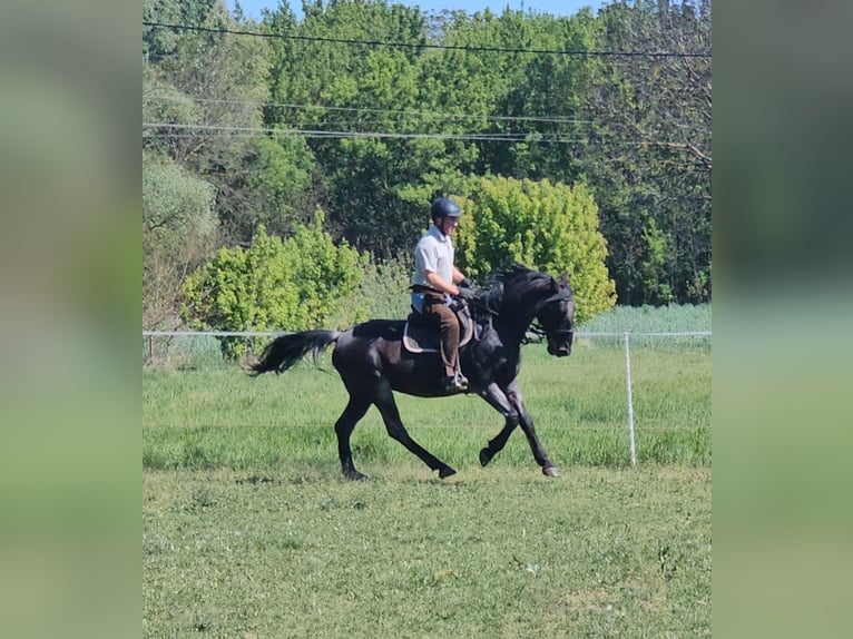 Lipizzaner Wallach 11 Jahre 160 cm Roan-Blue in Móricgát