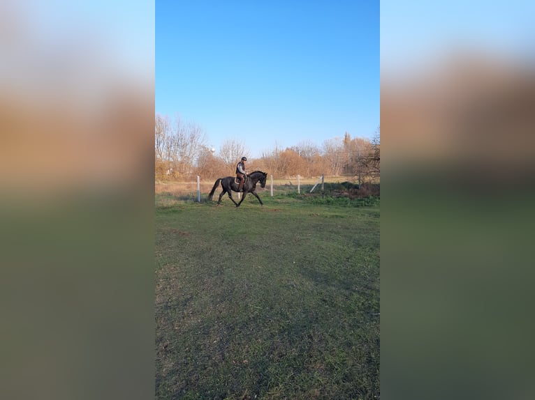 Lipizzaner Wallach 11 Jahre 160 cm Roan-Blue in Móricgát