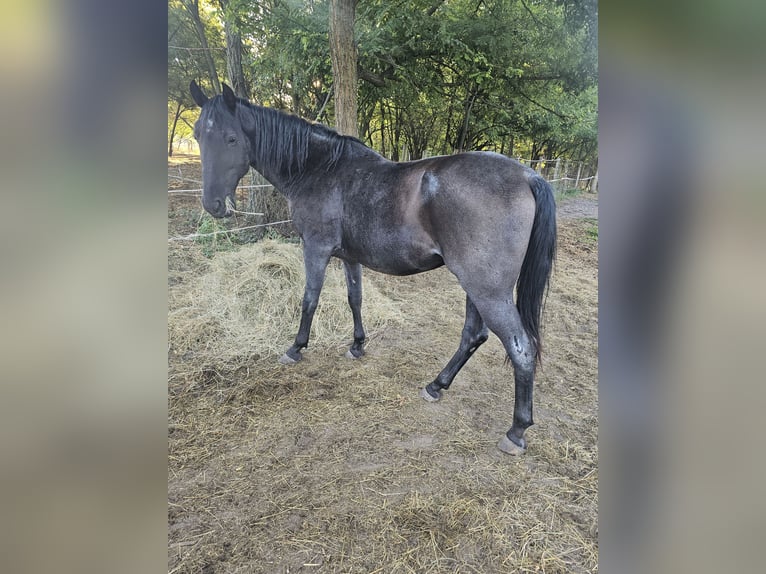 Lipizzaner Wallach 11 Jahre 160 cm Roan-Blue in Móricgát
