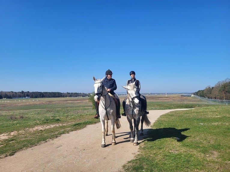 Lipizzaner Wallach 11 Jahre 164 cm Fliegenschimmel in Nürnberg