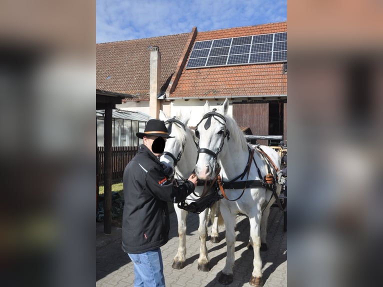 Lipizzaner Wallach 11 Jahre 164 cm Fliegenschimmel in Nürnberg