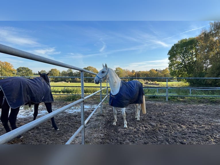 Lipizzaner Wallach 11 Jahre 167 cm White in Malente
