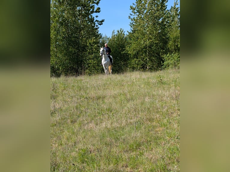 Lipizzaner Wallach 11 Jahre 167 cm White in Malente
