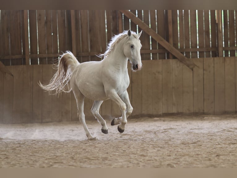 Lipizzaner Wallach 12 Jahre 153 cm Schimmel in Mengerskirchen