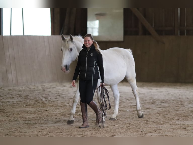 Lipizzaner Wallach 12 Jahre 153 cm Schimmel in Mengerskirchen