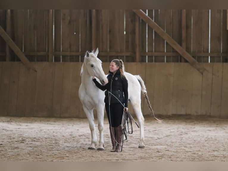 Lipizzaner Wallach 12 Jahre 153 cm Schimmel in Mengerskirchen