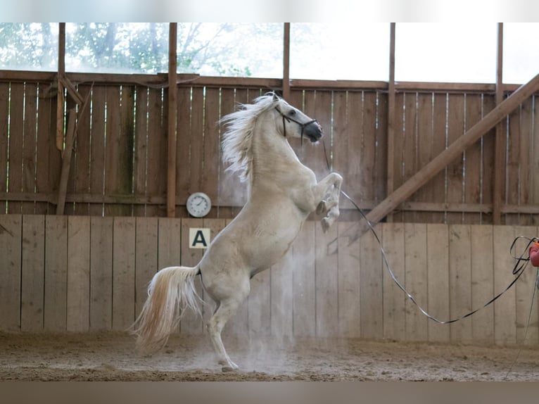 Lipizzaner Wallach 12 Jahre 153 cm Schimmel in Mengerskirchen