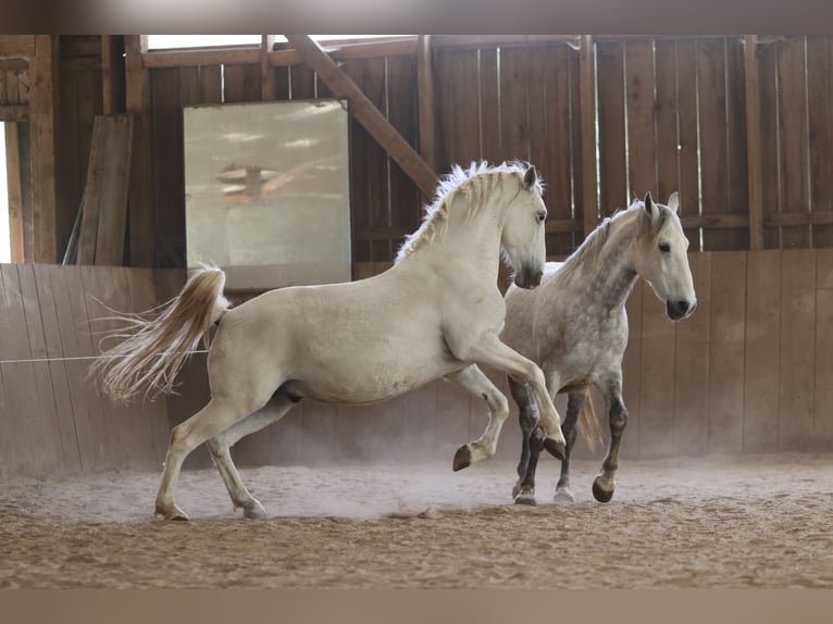 Lipizzaner Wallach 12 Jahre 153 cm Schimmel in Mengerskirchen