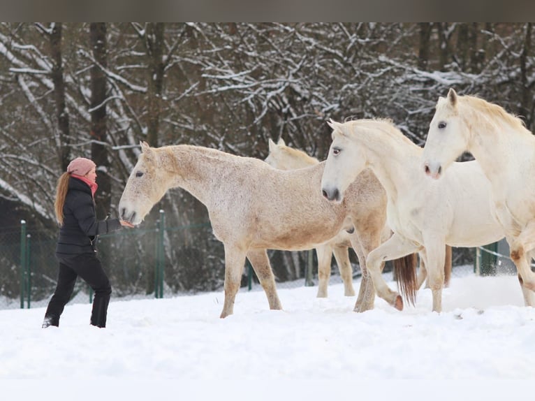 Lipizzaner Wallach 12 Jahre 153 cm Schimmel in Mengerskirchen