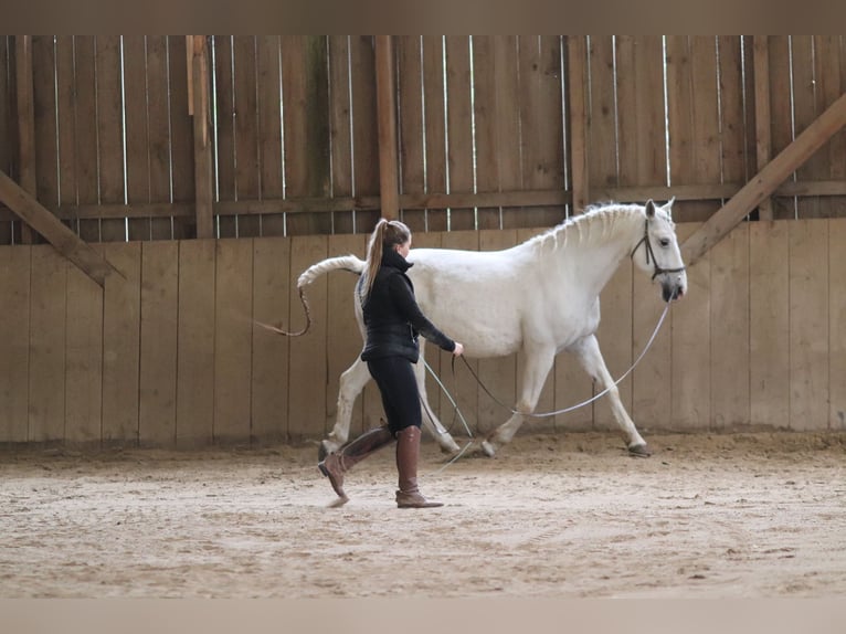 Lipizzaner Wallach 12 Jahre 153 cm Schimmel in Mengerskirchen