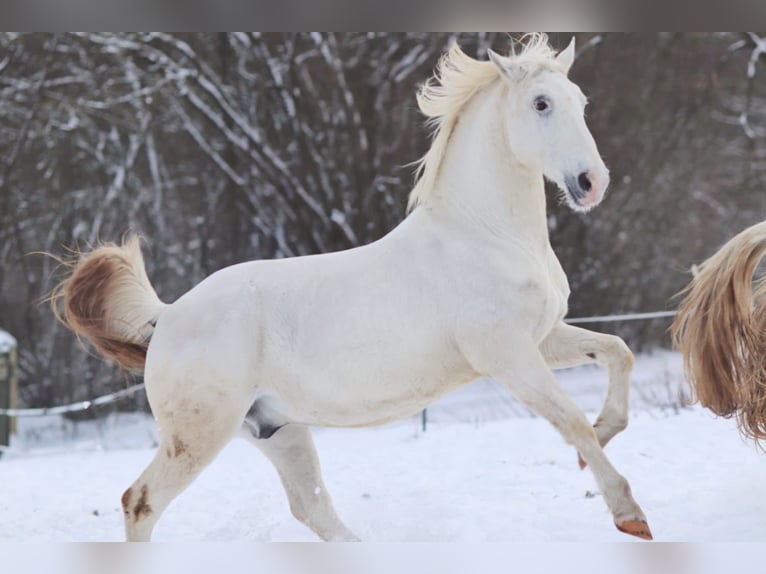 Lipizzaner Wallach 12 Jahre 153 cm Schimmel in Mengerskirchen