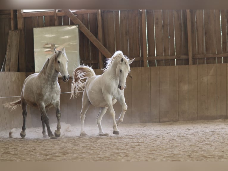 Lipizzaner Wallach 12 Jahre 153 cm Schimmel in Mengerskirchen