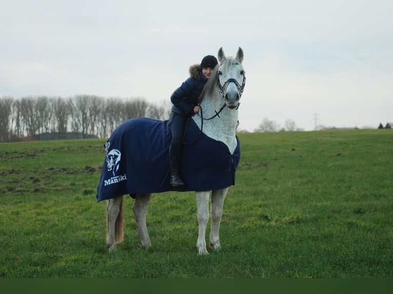 Lipizzaner Wallach 12 Jahre 158 cm Fliegenschimmel in Güstrow