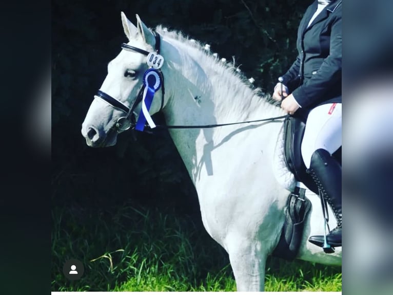 Lipizzaner Mix Wallach 12 Jahre 159 cm Apfelschimmel in Ovelgönne