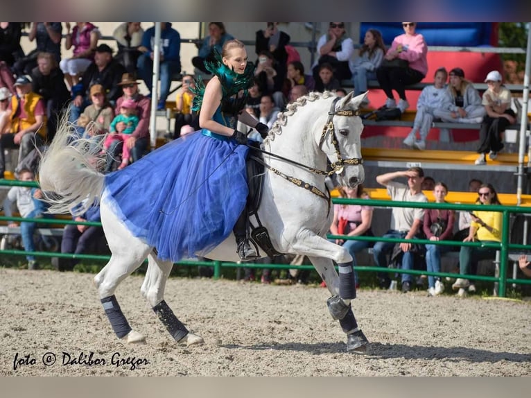 Lipizzaner Wallach 12 Jahre 161 cm Schimmel in Czarna