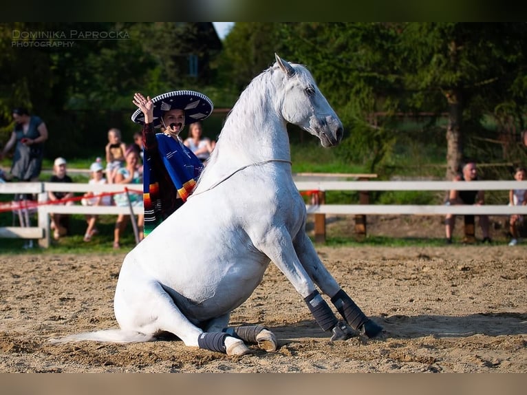 Lipizzaner Wallach 12 Jahre 161 cm Schimmel in Czarna