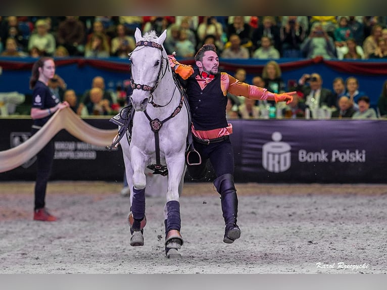Lipizzaner Wallach 12 Jahre 161 cm Schimmel in Czarna