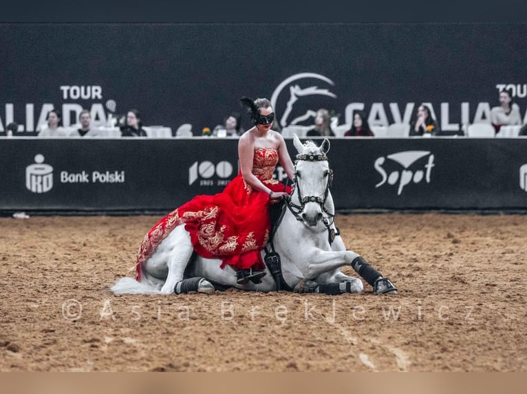 Lipizzaner Wallach 12 Jahre 161 cm Schimmel in Czarna