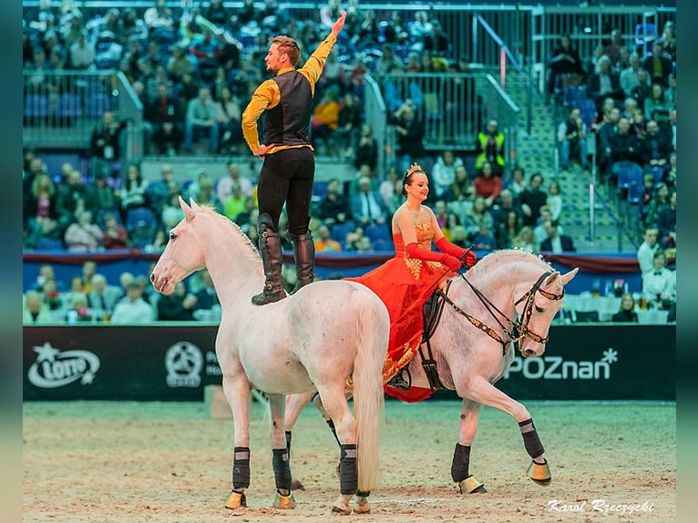 Lipizzaner Wallach 12 Jahre 161 cm Schimmel in Czarna