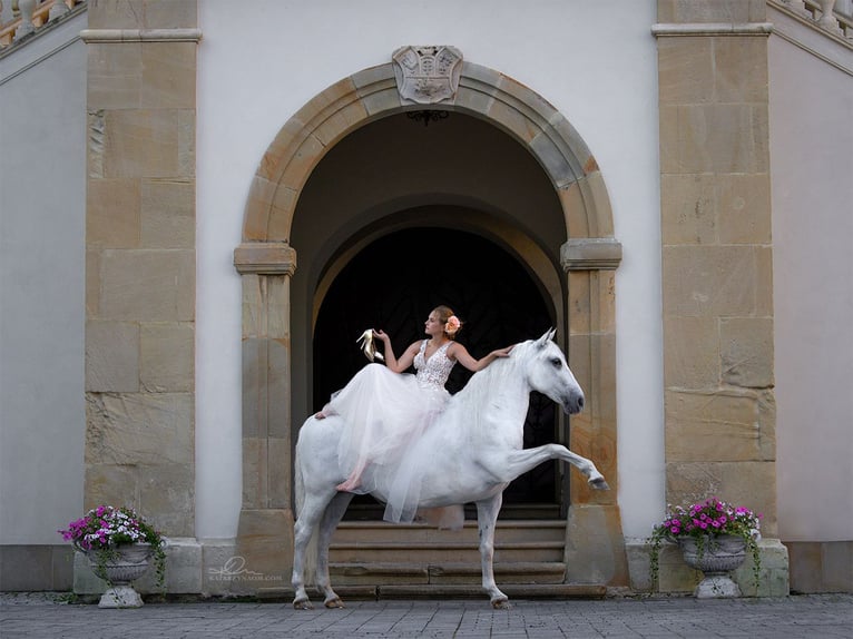 Lipizzaner Wallach 12 Jahre 161 cm Schimmel in Czarna
