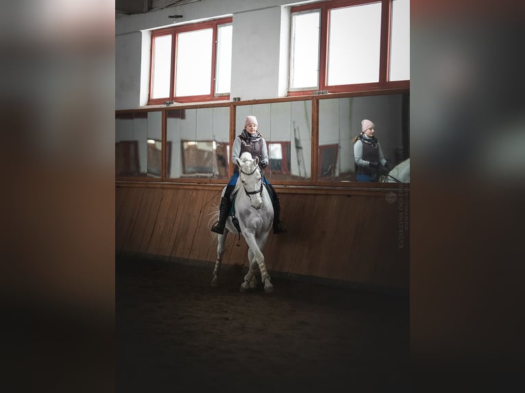 Lipizzaner Wallach 12 Jahre 161 cm Schimmel in Czarna
