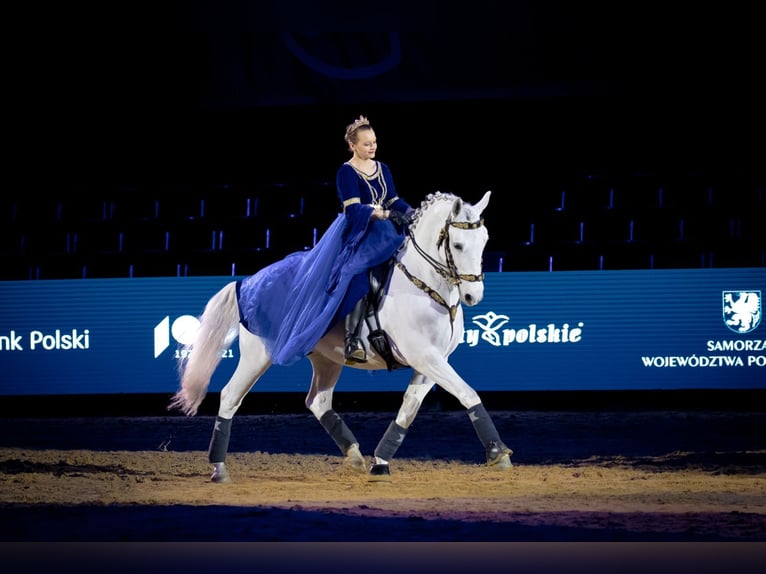 Lipizzaner Wallach 12 Jahre 161 cm Schimmel in Czarna