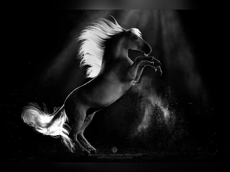 Lipizzaner Wallach 12 Jahre 161 cm Schimmel in Czarna