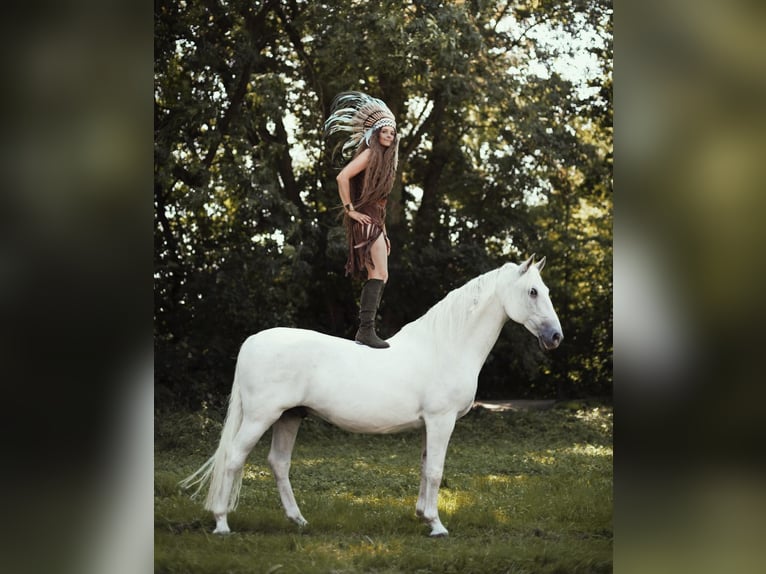 Lipizzaner Wallach 12 Jahre 161 cm Schimmel in Czarna