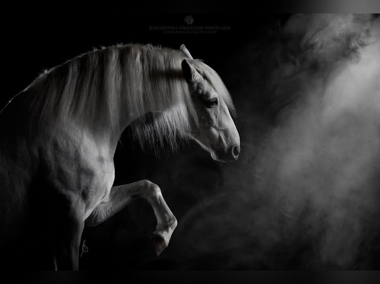 Lipizzaner Wallach 12 Jahre 161 cm Schimmel in Czarna