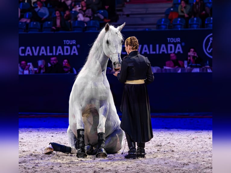 Lipizzaner Wallach 12 Jahre 161 cm Schimmel in Czarna