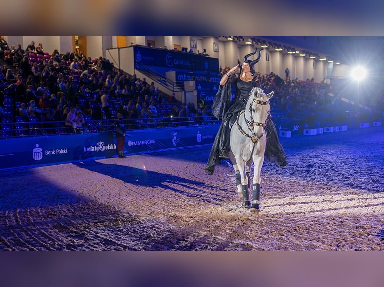 Lipizzaner Wallach 12 Jahre 161 cm Schimmel in Czarna