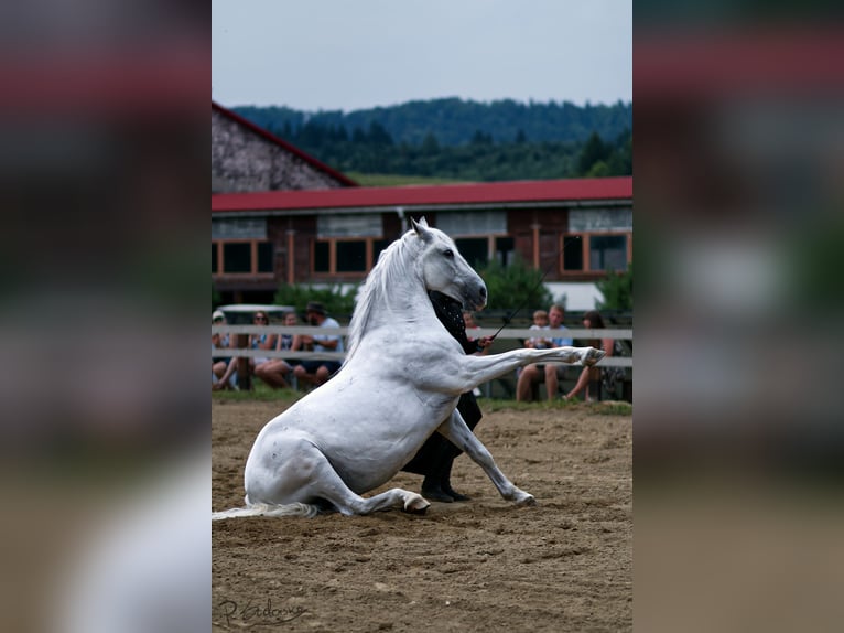Lipizzaner Wallach 12 Jahre 161 cm Schimmel in Czarna