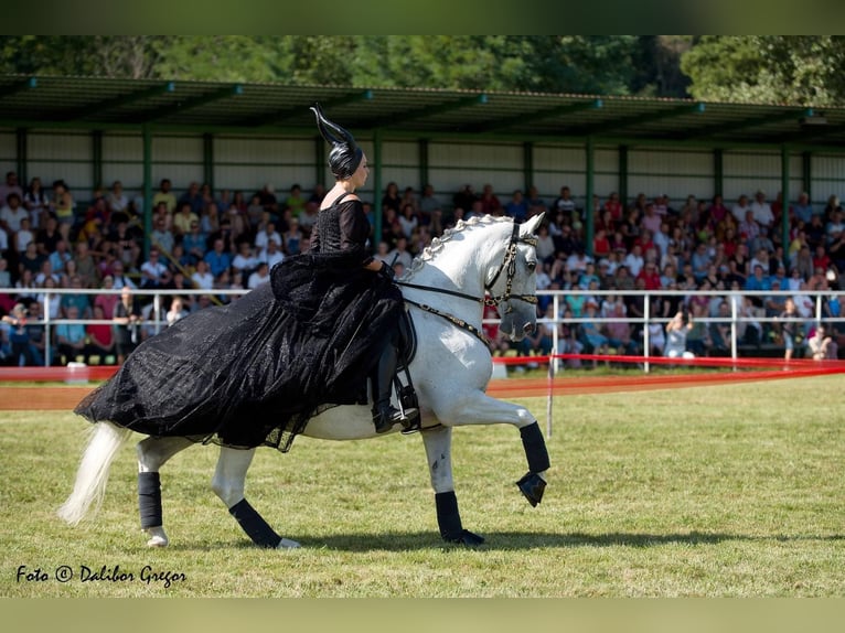 Lipizzaner Wallach 12 Jahre 161 cm Schimmel in Czarna