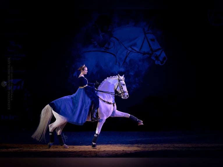 Lipizzaner Wallach 12 Jahre 161 cm Schimmel in Czarna
