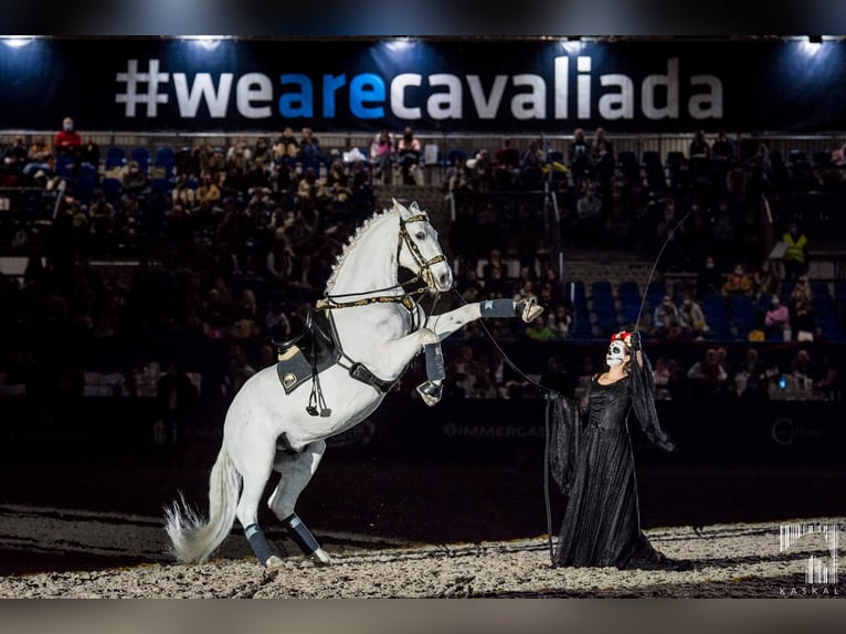 Lipizzaner Wallach 12 Jahre 161 cm Schimmel in Czarna
