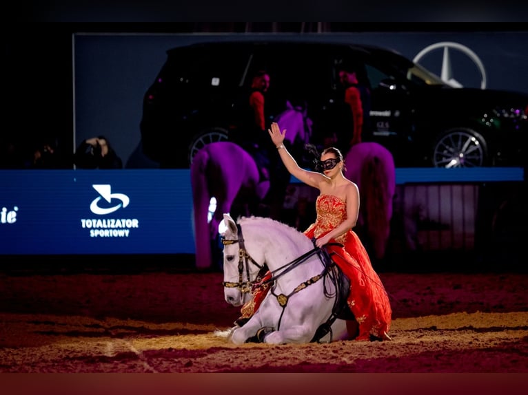 Lipizzaner Wallach 12 Jahre 161 cm Schimmel in Czarna