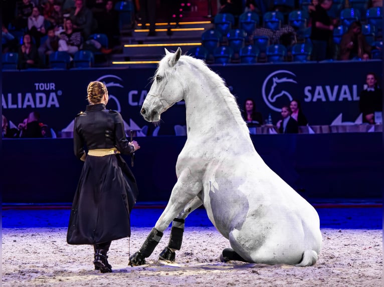 Lipizzaner Wallach 12 Jahre 161 cm Schimmel in Czarna