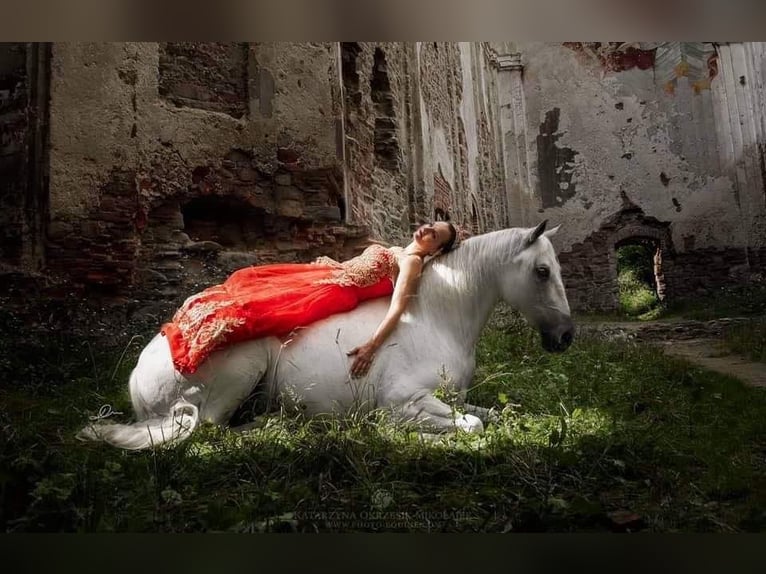 Lipizzaner Wallach 12 Jahre 161 cm Schimmel in Czarna