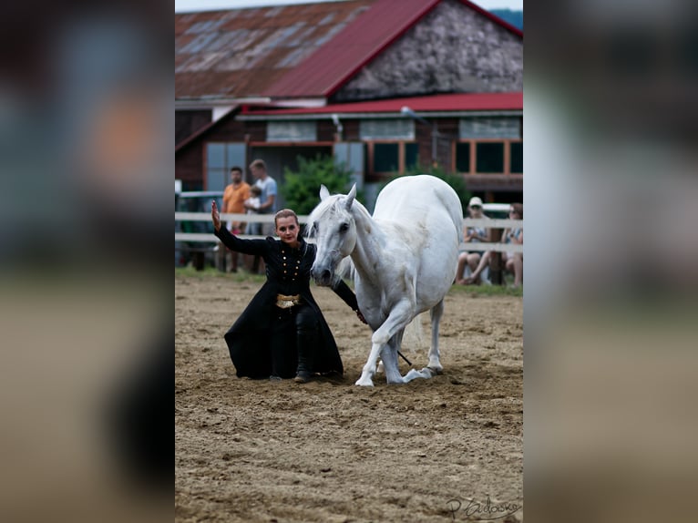 Lipizzaner Wallach 12 Jahre 161 cm Schimmel in Czarna