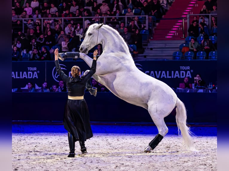 Lipizzaner Wallach 12 Jahre 161 cm Schimmel in Czarna
