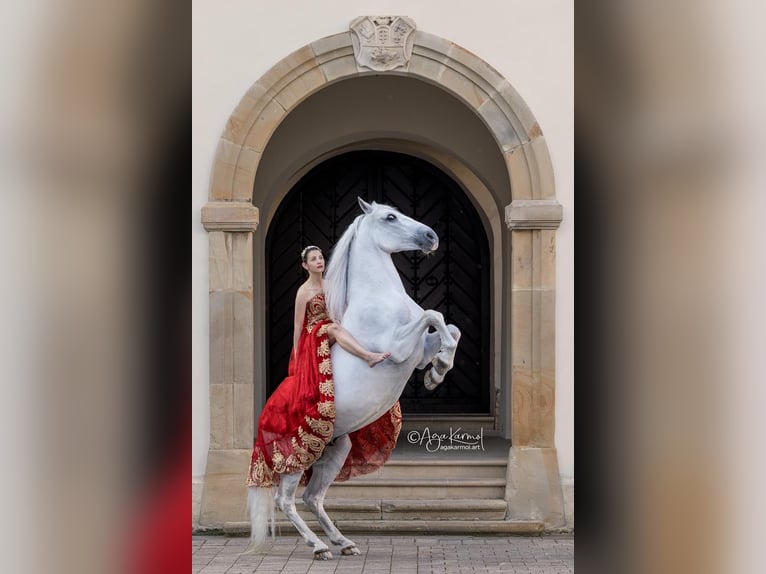 Lipizzaner Wallach 12 Jahre 161 cm Schimmel in Czarna
