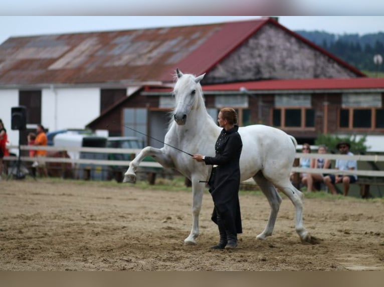 Lipizzaner Wallach 12 Jahre 161 cm Schimmel in Czarna