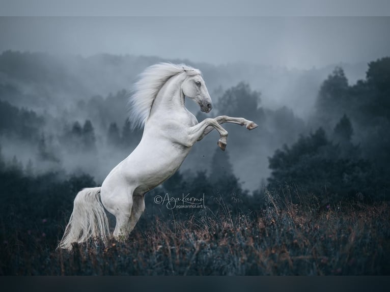Lipizzaner Wallach 12 Jahre 161 cm Schimmel in Czarna