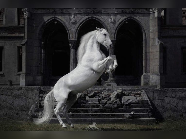 Lipizzaner Wallach 12 Jahre 161 cm Schimmel in Czarna
