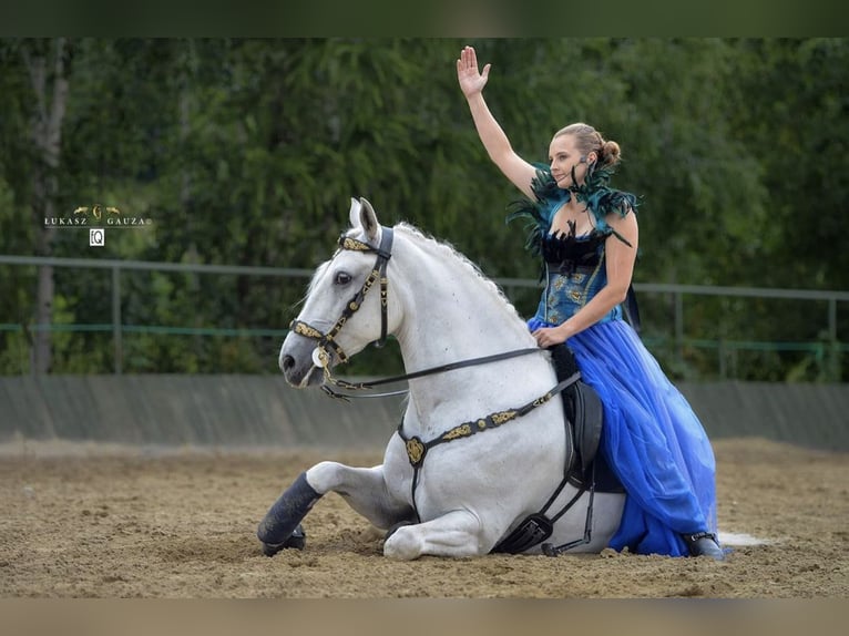 Lipizzaner Wallach 12 Jahre 161 cm Schimmel in Czarna