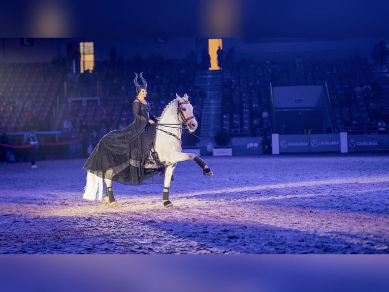 Lipizzaner Wallach 12 Jahre 161 cm Schimmel in Czarna
