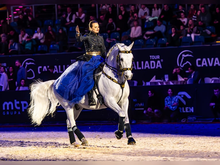 Lipizzaner Wallach 12 Jahre 161 cm Schimmel in Czarna