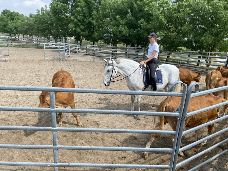 Lipizzaner Wallach 12 Jahre Schimmel in Százhalombatta