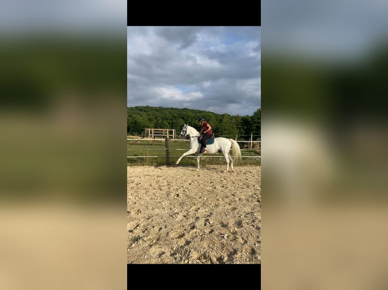 Lipizzaner Wallach 13 Jahre 155 cm Schimmel in les islettes