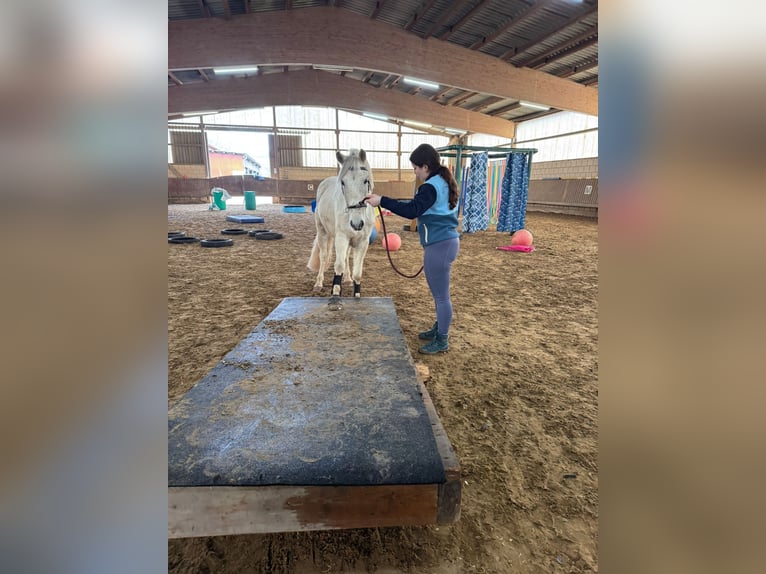 Lipizzaner Mix Wallach 13 Jahre 155 cm Schimmel in Lebach